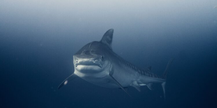 Monstruo marino de más de 450 kilos y 4 metros de longitud reaparece en América tras años desaparecido