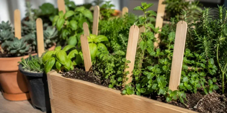 Colocar palitos de helado en la tierra de las plantas: para qué sirve y por qué cada vez más jardineros lo recomiendan