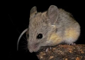 Este ratón vive a casi 7.000 metros de altitud y sorprende a los científicos por resistir uno de los climas más extremos del planeta