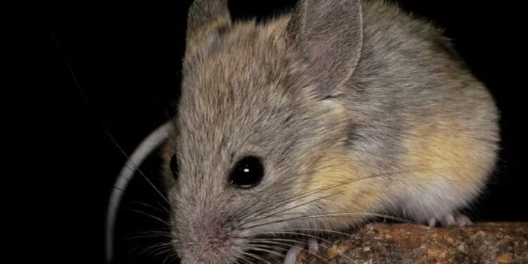 Este ratón vive a casi 7.000 metros de altitud y sorprende a los científicos por resistir uno de los climas más extremos del planeta