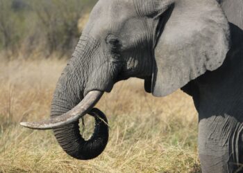 Un niño de apenas 11 años encuentra un diente de elefante de 1,8 millones de años