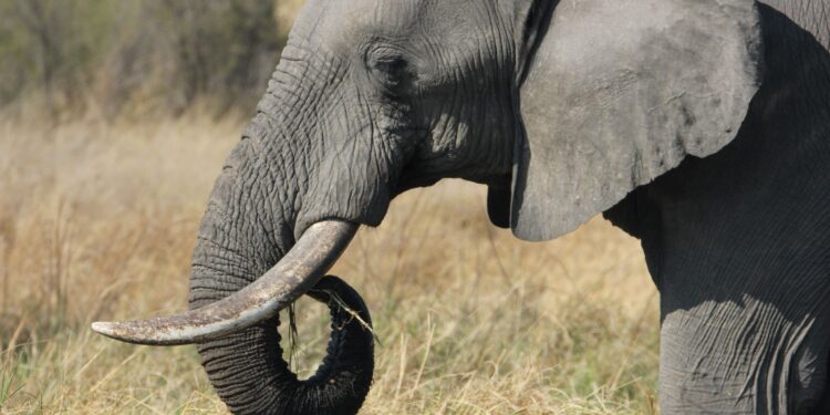 Un niño de apenas 11 años encuentra un diente de elefante de 1,8 millones de años
