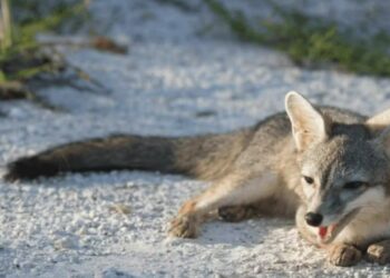 Un animal del tamaño de un gato doméstico causa revuelo en México al convertirse en el primer registro fotográfico de su especie