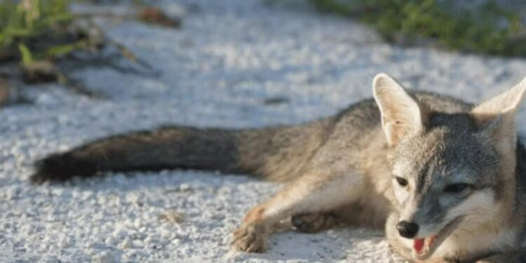 Un animal del tamaño de un gato doméstico causa revuelo en México al convertirse en el primer registro fotográfico de su especie
