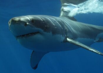 Este tiburón mide lo mismo que un coche y recorrió 570 kilómetros en apenas siete días