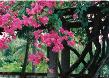 5 flores resistentes que llenarán tu pérgola de aroma durante los meses más calurosos del año