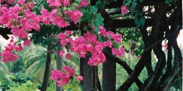 5 flores resistentes que llenarán tu pérgola de aroma durante los meses más calurosos del año