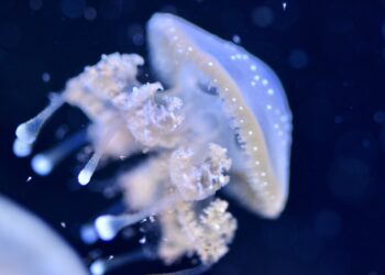 Las medusas curan heridas en cuestión de minutos y los científicos por fin saben cómo lograrlo