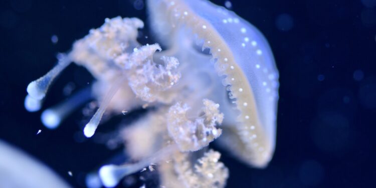 Las medusas curan heridas en cuestión de minutos y los científicos por fin saben cómo lograrlo