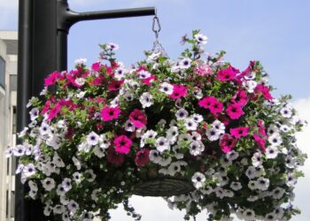 5 plantas colgantes que llenarán tu balcón de flores y color durante casi todo el año