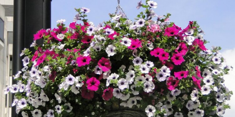5 plantas colgantes que llenarán tu balcón de flores y color durante casi todo el año