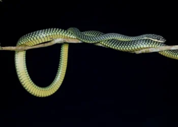 Esta especie de serpiente "vuela" hasta 100 metros y desafía la gravedad al cambiar la forma de su propio cuerpo