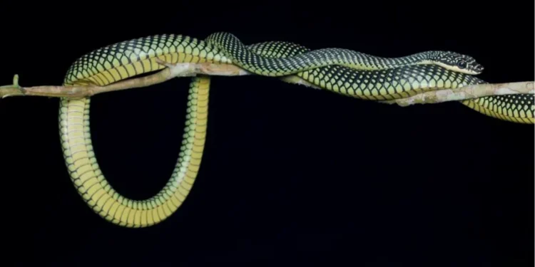 Esta especie de serpiente "vuela" hasta 100 metros y desafía la gravedad al cambiar la forma de su propio cuerpo