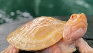 La pequeña tortuga tortuga que nació en la Amazonía y se convirtió en un registro excepcional para la conservación de la especie