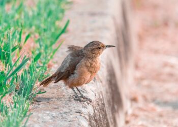 Un nuevo estudio revela que el canto de los pájaros puede aliviar el estrés en solo 10 minutos