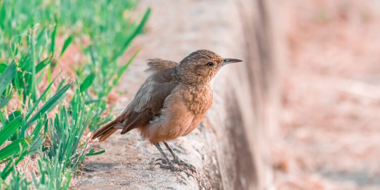 Un nuevo estudio revela que el canto de los pájaros puede aliviar el estrés en solo 10 minutos