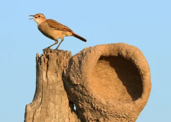 Si encuentras un nido de hornero cerca de tu casa o de tu jardín, te contamos qué significa y por qué es una buena señal