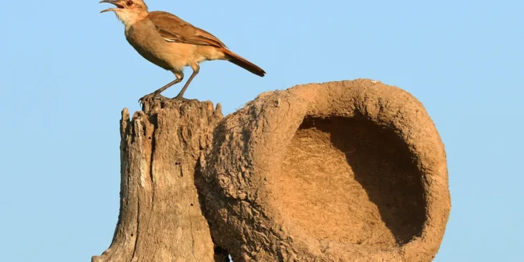 Si encuentras un nido de hornero cerca de tu casa o de tu jardín, te contamos qué significa y por qué es una buena señal