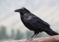 La venganza no es buena para los seres humanos, pero los cuervos nunca olvidan el rostro de quienes les hicieron daño