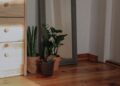 6 plantas de tonos oscuros para dar un toque sofisticado a tu hogar y crear un elegante contraste con los muebles claros