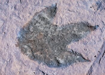 La mayor concentración de huellas de dinosaurios del mundo no se encuentra en el suelo, sino en la pared de un acantilado de 110 metros de altura