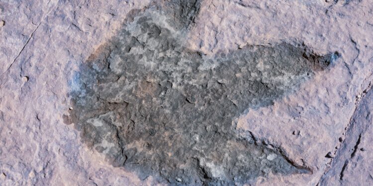 La mayor concentración de huellas de dinosaurios del mundo no se encuentra en el suelo, sino en la pared de un acantilado de 110 metros de altura