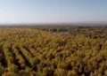China plantó 66.000 millones de árboles y parecen crecer más rápido que los bosques naturales