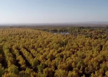 China plantó 66.000 millones de árboles y parecen crecer más rápido que los bosques naturales