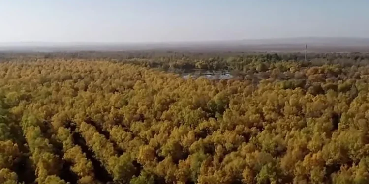 China plantó 66.000 millones de árboles y parecen crecer más rápido que los bosques naturales
