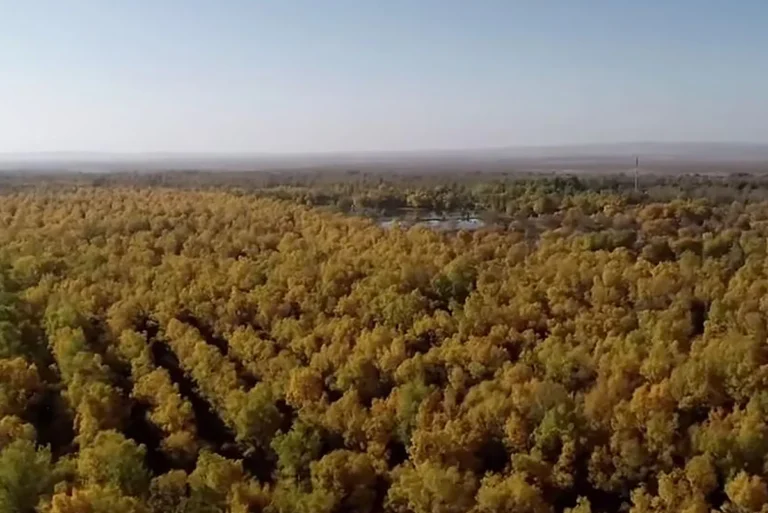 China plantó 66.000 millones de árboles y parecen crecer más rápido que los bosques naturales