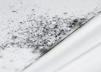 Adiós al moho del baño: este sencillo objeto natural ayuda a mantener la humedad bajo control