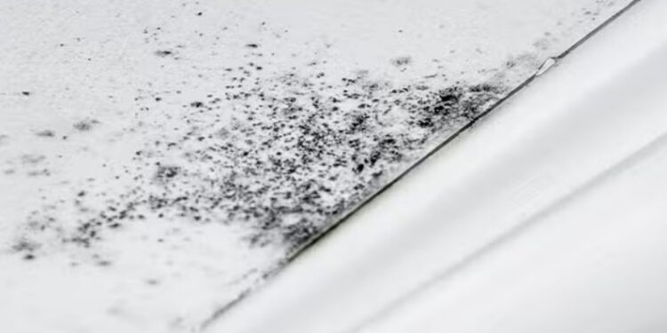 Adiós al moho del baño: este sencillo objeto natural ayuda a mantener la humedad bajo control