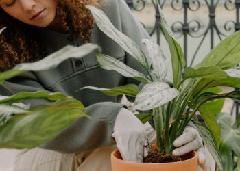 Echar sal gruesa sobre la tierra de una planta: para qué sirve y por qué se recomienda hacerlo