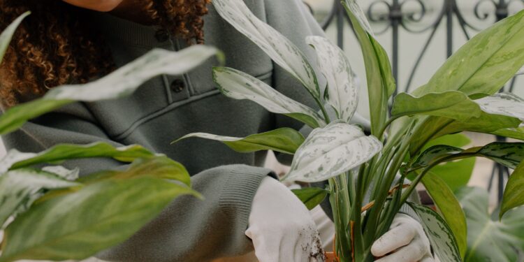 Echar sal gruesa sobre la tierra de una planta: para qué sirve y por qué se recomienda hacerlo