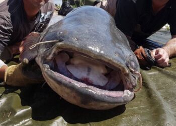 Un pez invasor de hasta 2 metros de longitud y con bigotes de gato fue introducido en España por un pescador alemán