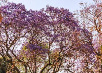 Los 4 mejores árboles para plantar en el jardín y disfrutar de sombra y belleza sin ensuciar el patio
