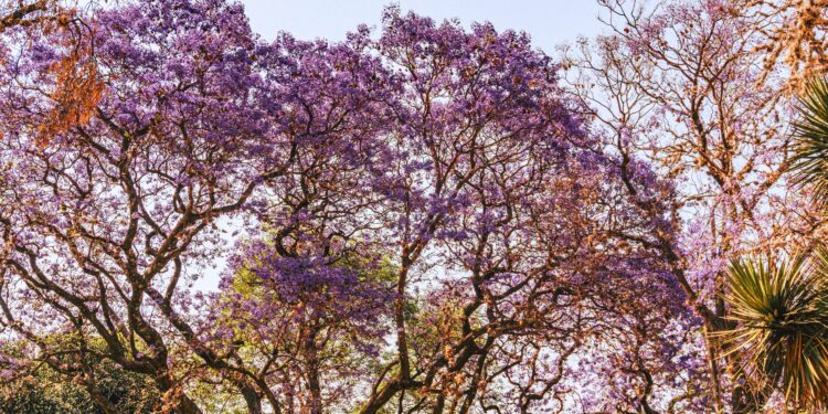 Los 4 mejores árboles para plantar en el jardín y disfrutar de sombra y belleza sin ensuciar el patio