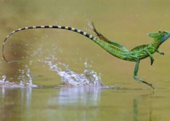 El lagarto que camina sobre el agua y sorprende incluso a los más escépticos con esta increíble habilidad