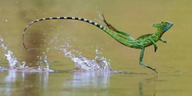 El lagarto que camina sobre el agua y sorprende incluso a los más escépticos con esta increíble habilidad