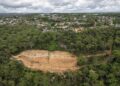 Taló 600 árboles para construir una mansión y ahora fue obligado a plantar casi 39.000 ejemplares