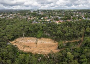 Taló 600 árboles para construir una mansión y ahora fue obligado a plantar casi 39.000 ejemplares