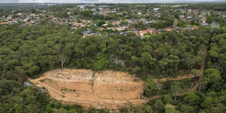 Taló 600 árboles para construir una mansión y ahora fue obligado a plantar casi 39.000 ejemplares