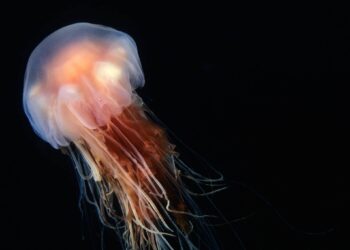 Mientras un autobús urbano mide de media 14 metros, esta medusa gigante tiene el doble de tamaño y reaparece en la costa