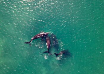 Descubren un cementerio de ballenas a 7.000 metros de profundidad y un ecosistema lleno de vida se forma en el océano Índico