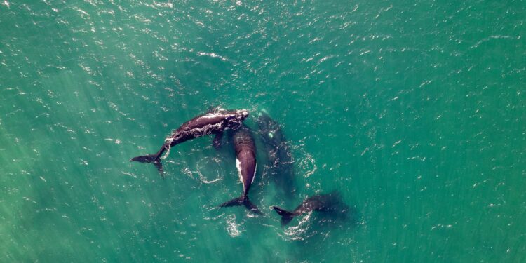 Descubren un cementerio de ballenas a 7.000 metros de profundidad y un ecosistema lleno de vida se forma en el océano Índico