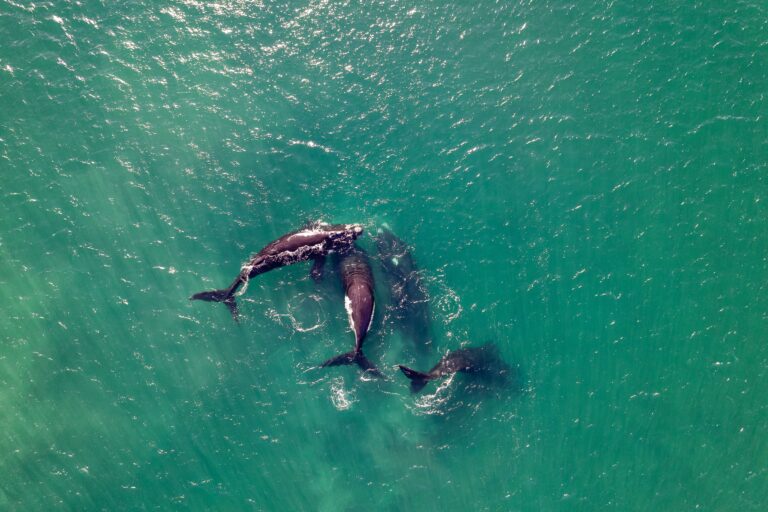 Descubren un cementerio de ballenas a 7.000 metros de profundidad y un ecosistema lleno de vida se forma en el océano Índico