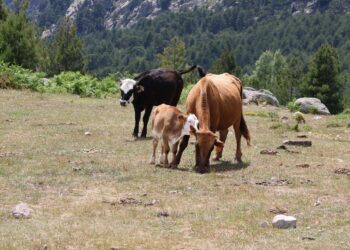 Científicos dejaron cinco vacas en una isla desierta en 1871 y ahora dieron origen a un rebaño que ha sobrevivido durante más de 150 años