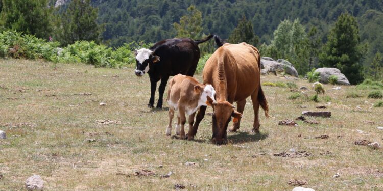 Científicos dejaron cinco vacas en una isla desierta en 1871 y ahora dieron origen a un rebaño que ha sobrevivido durante más de 150 años
