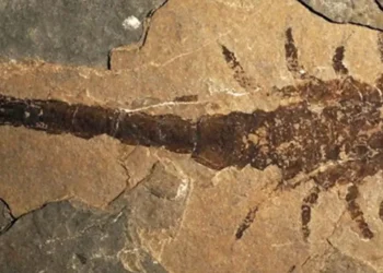 Científicos descubren un escorpión gigante de casi un metro de longitud y con unas pinzas de 16 centímetros
