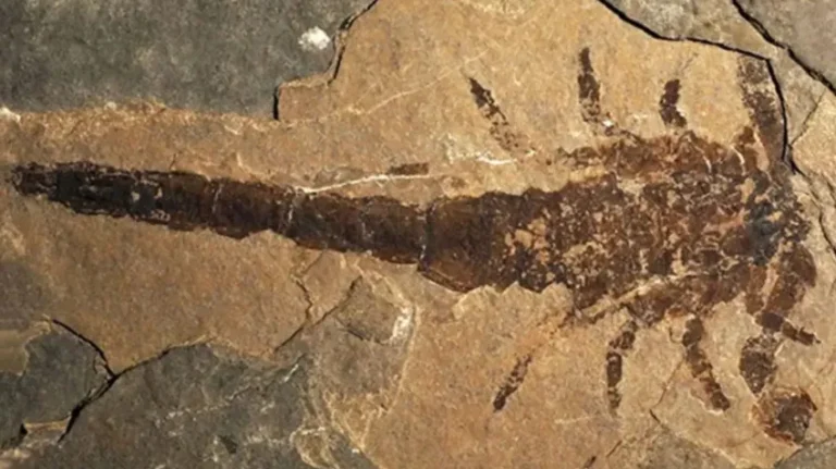 Científicos descubren un escorpión gigante de casi un metro de longitud y con unas pinzas de 16 centímetros